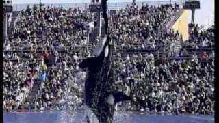 Killer Whale Trainer