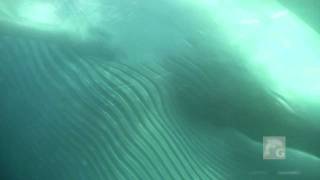 BLUE WHALES SWIM UNDER BOAT!  EYE CONTACT!! Dana Point California 10.20.11