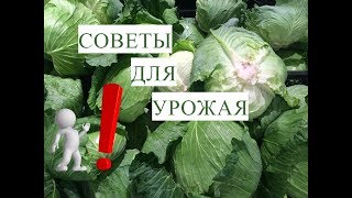 Выращивание Капусты. Это Должен Помнить Каждый!