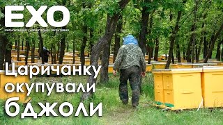 Царичанку окупували бджоли