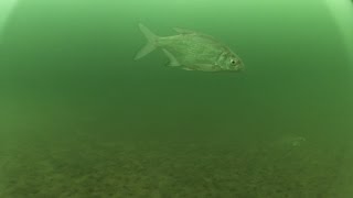 Что творится подо-льдом во время рыбалки?! Съемки под водой .Зимняя ловля на мормышку.