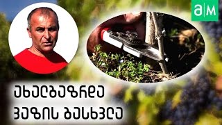 ახალგაზრდა ვაზის გასხვლა