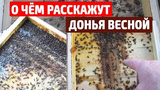 СКОЛЬКО ПОДМОРА ПОСЛЕ ЗИМОВКИ Весенние работы на пасеке