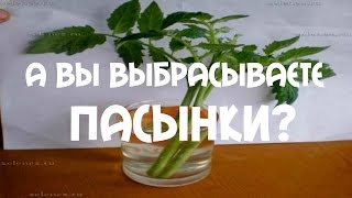 А Вы выбрасываете пасынки? . Как увеличить рассаду #томатов