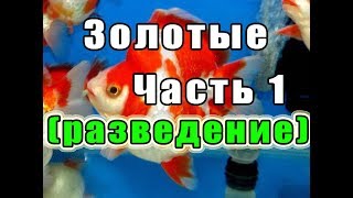 Золотые рыбки. Часть 1 (разведение)
