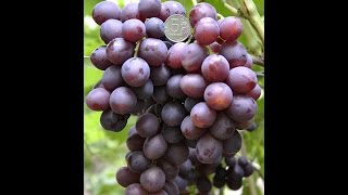 Виноград  Али баба (Grapes Ali Baba) 2015