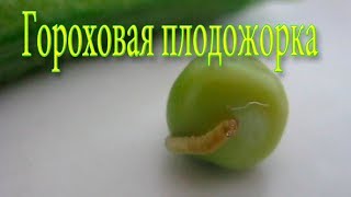 Гусеница бабочки гороховая плодожорка