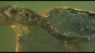 Fly Fishing for Carp
