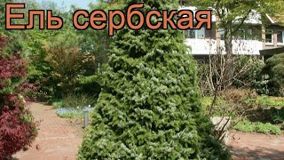 Ель сербская (picea omorica) ? сербская ель обзор: как сажать, саженцы ели