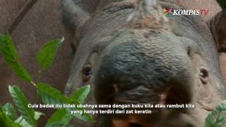 Khasiat Cula Badak