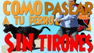 Como enseñarle a mi perro a NO jalar de la correa - Clase Adiestramiento.