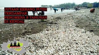 FENOMENA JUTAAN KERANG PUTIH TERDAMPAR DI PANTAI SENDANGSIKUCING