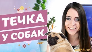 Течка у собак: симптомы, длительность, особенности ухода за собакой в этот период