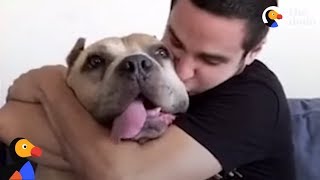 Pit Bull Dog Changes Man's Life | The Dodo
