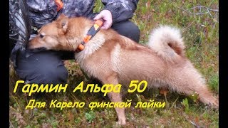 Гармин Альфа 50 с ошейником Т 5 для Карело финской лайки//Garmin alpha 50 with t 5 collar for Laika