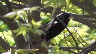 Panasonic HC-V250 Camcorder: Testing the zoom capabilities