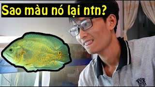 Mua được em Tai TƯợng Châu Phi màu LẠ quá nè! oscar fish