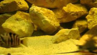 clarias catfish