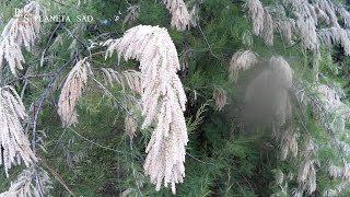 Тамарикс