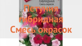 Петуния гибридная Смесь окрасок (smes okrasok) ? обзор: как сажать, семена петунии Смесь окрасок