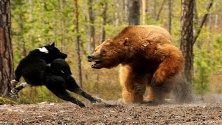 МЕДВЕДЬ ПРОТИВ ВОЛКА. СМЕРТЕЛЬНАЯ БИТВА. КТО ОДЕРЖИТ ПОБЕДУ?