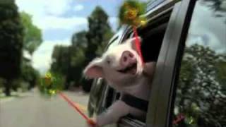 Geico Little Piggy Commercial - Extended