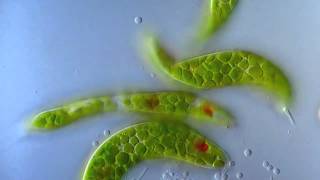 Эвглена зеленая движется под микроскопом. Euglena viridis moving under the microscope