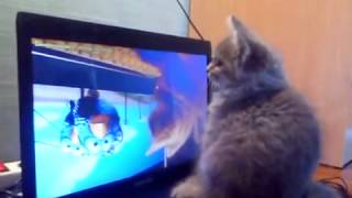 Смешной забавный котенок -  режиссер мультика!