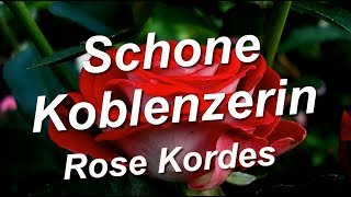 Schone Koblenzerin Rose Kordes