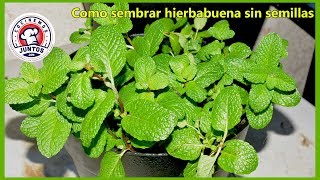 Como sembrar hierbabuena en maceta sin semillas