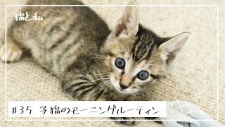 かわいい子猫のモーニングルーティン１ヶ月の成長記録【瀕死の保護猫動画・子猫の成長記録】
