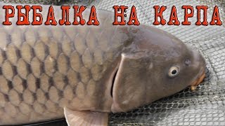 Рыбалка на карпа. Флэт против карпфишинга, что круче?!