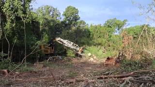 Tigercat L830C cutting hardwood timber