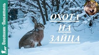 Охота на зайца!ПОЖАЛЕЛ зайца