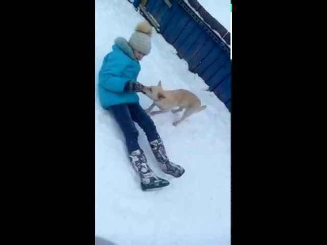 !!!ШОК!!! Девочку насилует СОБАКА | Видео на Запорожскомпортале